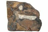 Paleocene Fossil Samara (Acer) - North Dakota #262434-1